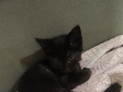 Gato raça SRD-ViraLata idade 2 a 6 meses nome safira 