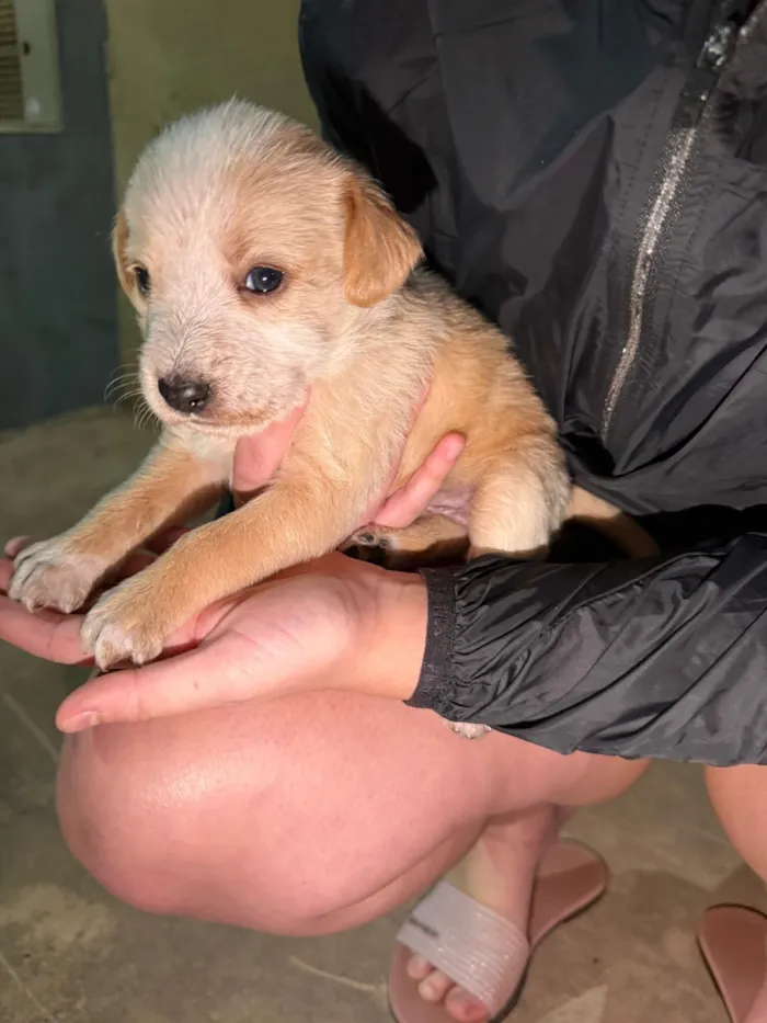 Cachorro raça SRD-ViraLata idade Abaixo de 2 meses nome Sem nome 