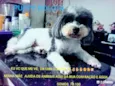 Puppy Bolota