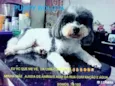 Puppy Bolota