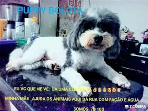Cachorro raça Poodle idade 6 ou mais anos nome Puppy Bolota