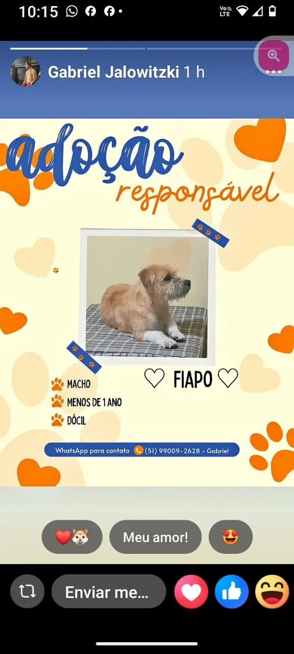 Cachorro raça SRD-ViraLata idade 7 a 11 meses nome fiapo