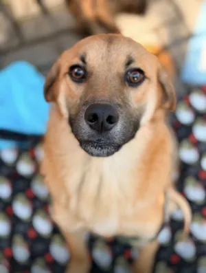Cachorro raça SRD-ViraLata idade 7 a 11 meses nome Iggy