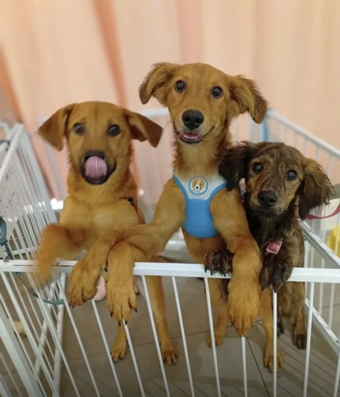 Cachorro raça SRD-ViraLata idade 7 a 11 meses nome Iggy