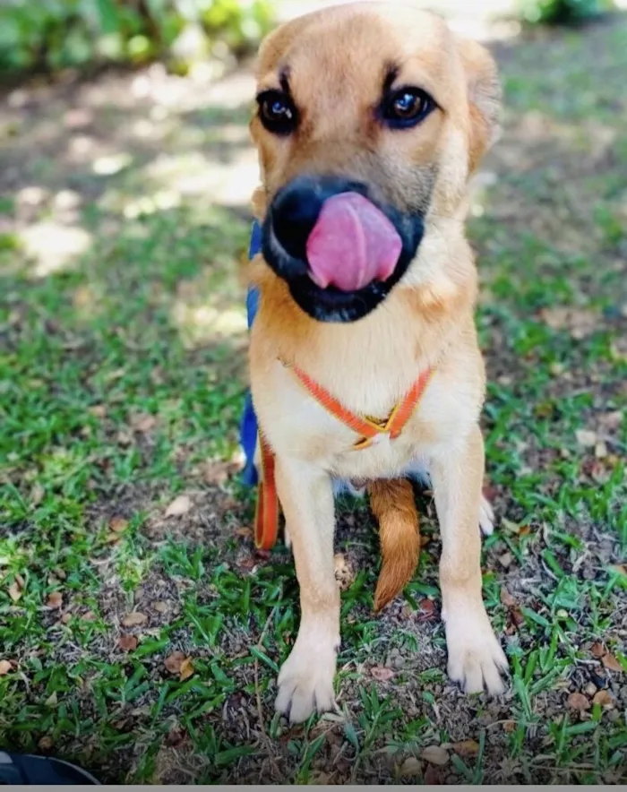 Cachorro raça SRD-ViraLata idade 7 a 11 meses nome Iggy