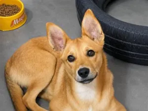 Cachorro raça SRD-ViraLata idade 7 a 11 meses nome Bob