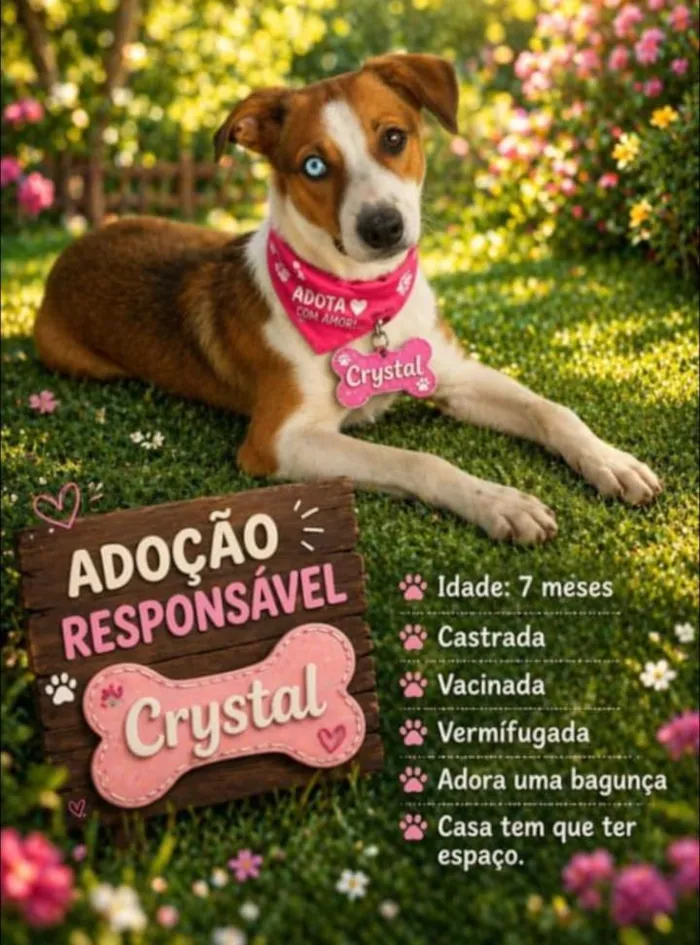 Cachorro raça SRD-ViraLata idade 7 a 11 meses nome Crystal