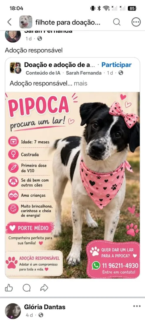 Cachorro raça SRD-ViraLata idade 7 a 11 meses nome Pipoca