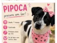 Pipoca