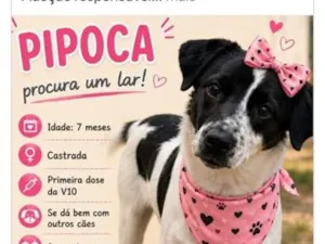 Cachorro raça SRD-ViraLata idade 7 a 11 meses nome Pipoca