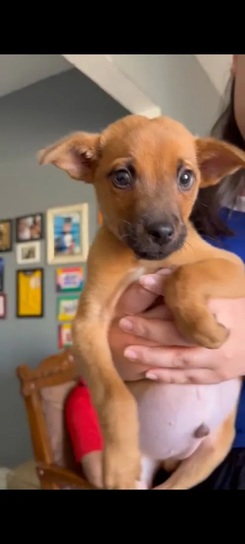 Cachorro raça SRD-ViraLata idade 2 a 6 meses nome Pastor Belga x SRD 