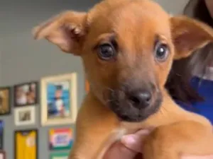 Cachorro raça SRD-ViraLata idade 2 a 6 meses nome Pastor Belga x SRD 