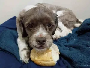 Cachorro raça SRD-ViraLata idade 2 a 6 meses nome sem nome