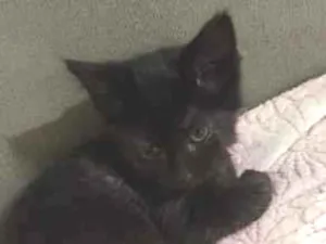 Gato raça SRD-ViraLata idade 2 a 6 meses nome safira 