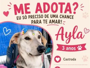 Cachorro raça SRD-ViraLata idade 3 anos nome Ayla