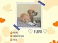 fiapo