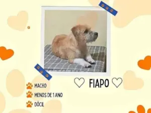 Cachorro raça SRD-ViraLata idade 7 a 11 meses nome fiapo