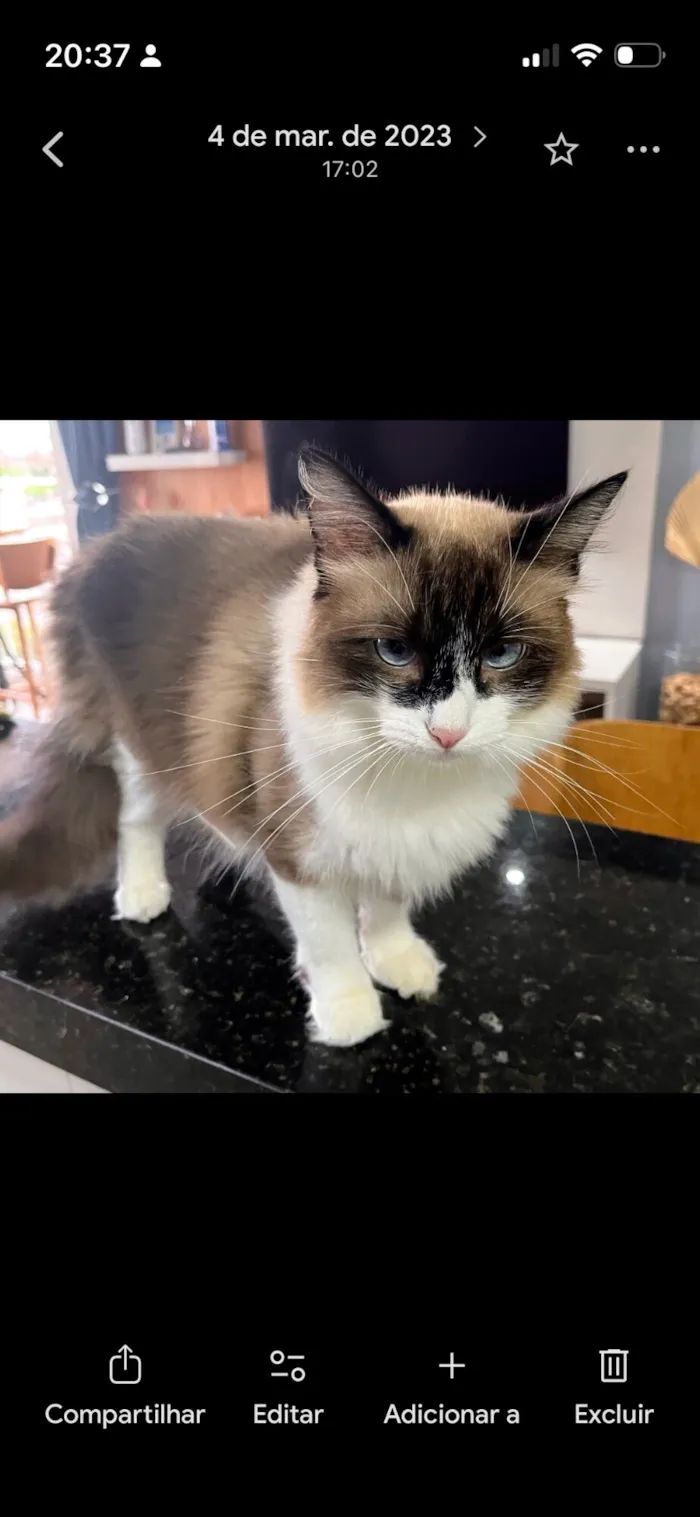 Gato raça SRD-ViraLata idade 3 anos nome Brisa