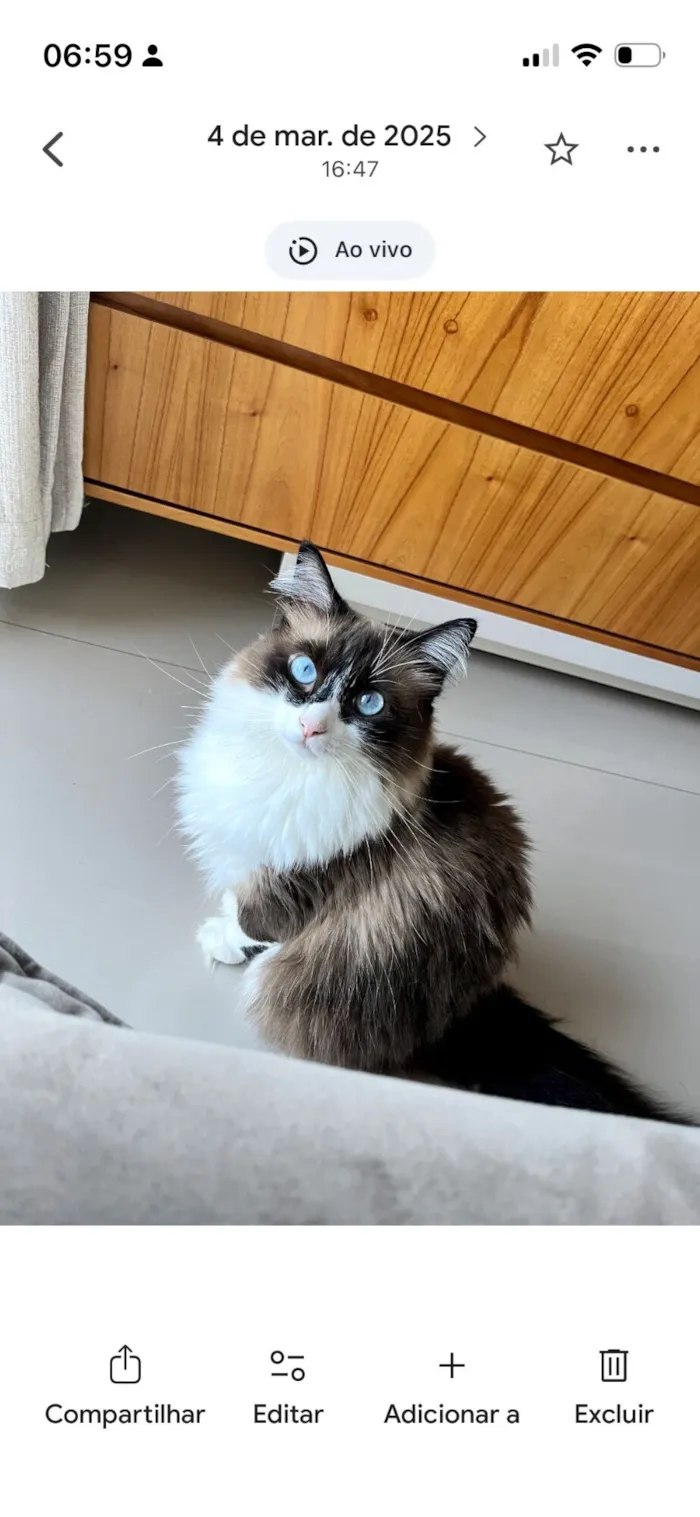 Gato raça SRD-ViraLata idade 3 anos nome Brisa