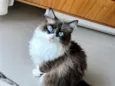 Brisa