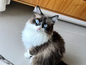 Gato raça SRD-ViraLata idade 3 anos nome Brisa
