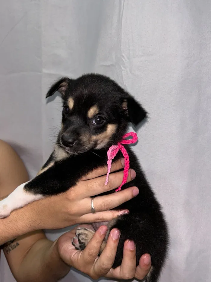Cachorro raça SRD-ViraLata idade Abaixo de 2 meses nome Sem nome