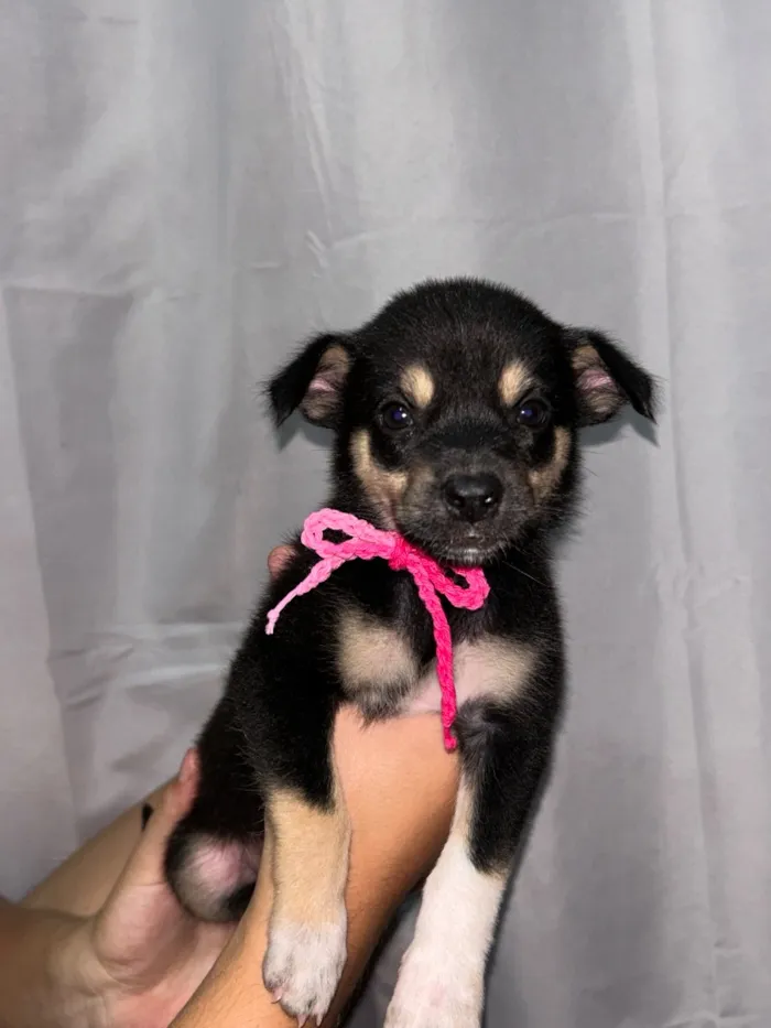 Cachorro raça SRD-ViraLata idade Abaixo de 2 meses nome Sem nome