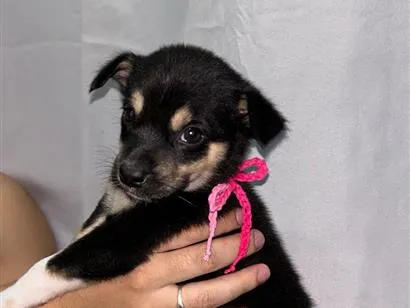 Cachorro raça SRD-ViraLata idade Abaixo de 2 meses nome Sem nome