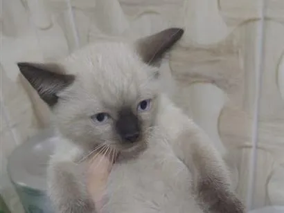 Gato raça SRD-ViraLata idade 2 a 6 meses nome sem nome