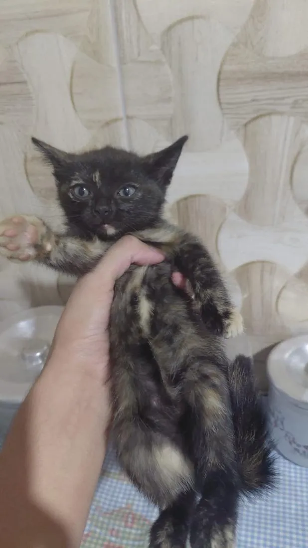 Gato raça SRD-ViraLata idade 2 a 6 meses nome sem nome