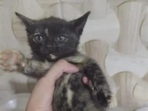 Gato raça SRD-ViraLata idade 2 a 6 meses nome sem nome