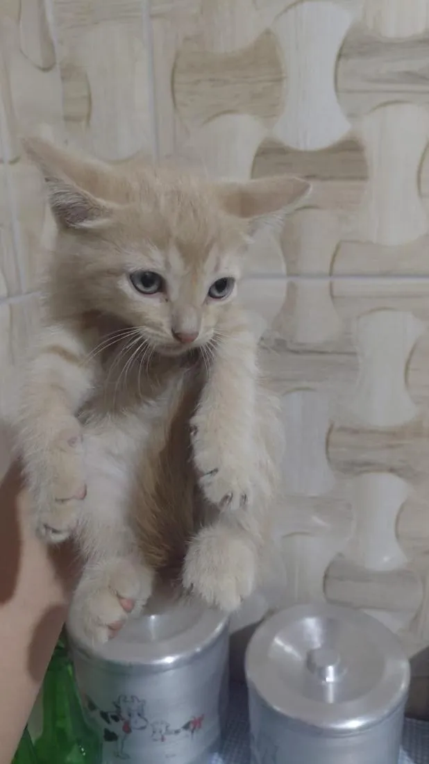 Gato raça SRD-ViraLata idade 2 a 6 meses nome sem nome