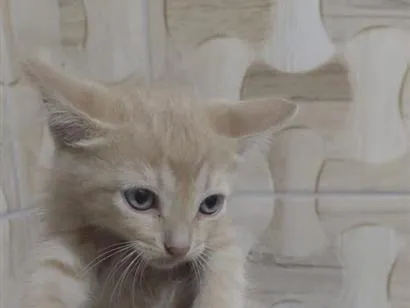 Gato raça SRD-ViraLata idade 2 a 6 meses nome sem nome