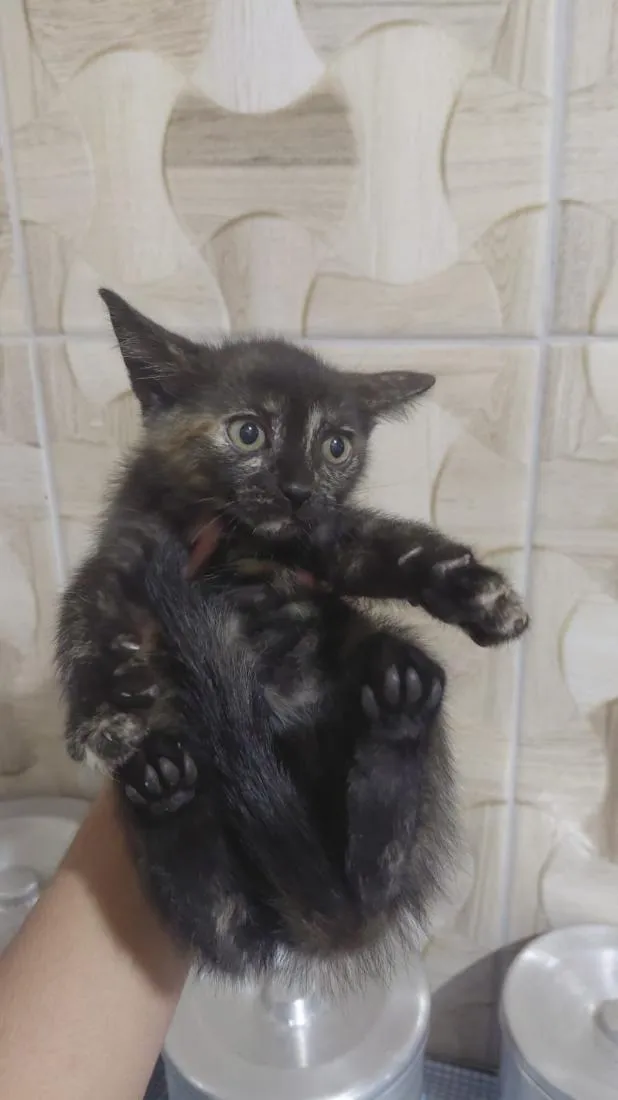 Gato raça SRD-ViraLata idade 2 a 6 meses nome sem nome