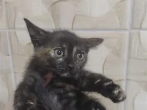 Gato raça SRD-ViraLata idade 2 a 6 meses nome sem nome