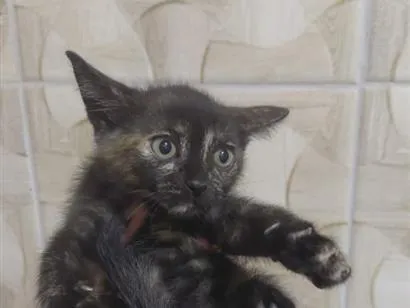 Gato raça SRD-ViraLata idade 2 a 6 meses nome sem nome
