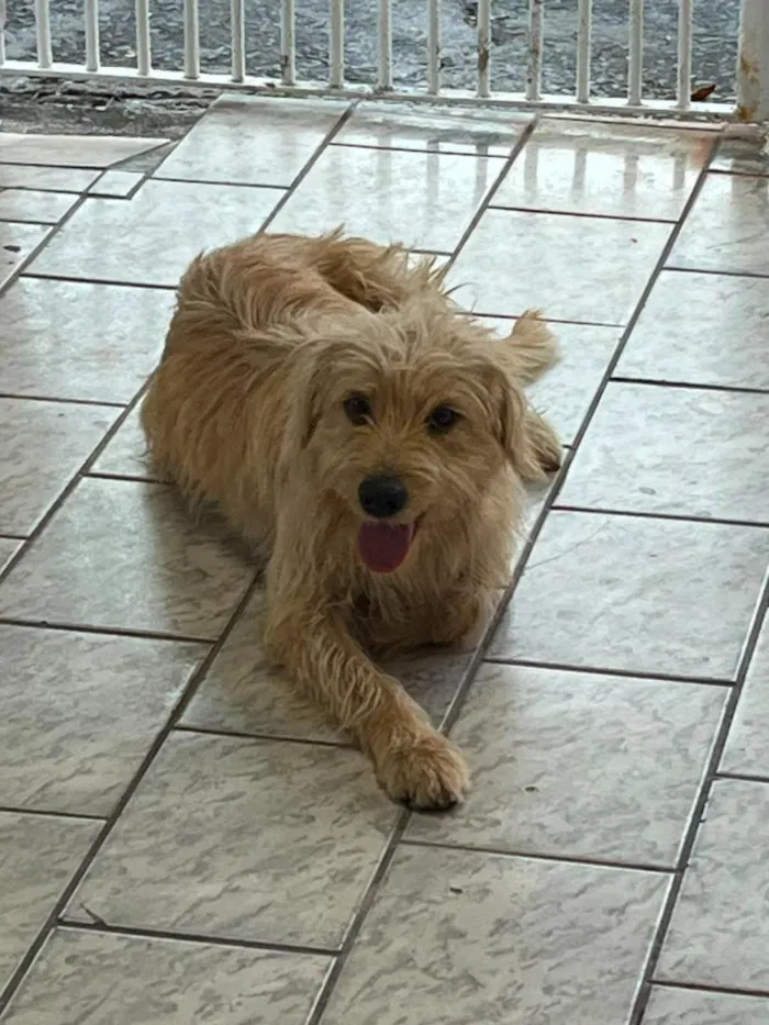 Cachorro raça SRD-ViraLata idade 2 a 6 meses nome Zara