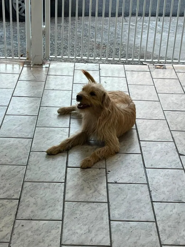 Cachorro raça SRD-ViraLata idade 2 a 6 meses nome Zara
