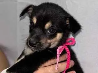 Cachorro raça SRD-ViraLata idade Abaixo de 2 meses nome Sem nome