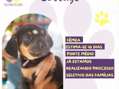 Cachorro raça SRD-ViraLata idade 2 a 6 meses nome Cottage