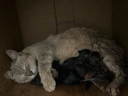 Gato raça SRD-ViraLata idade 2 a 6 meses nome Kelly