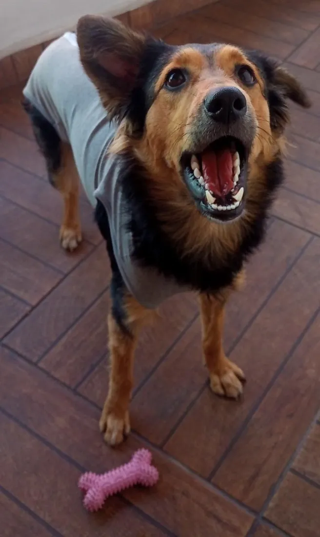 Cachorro raça SRD-ViraLata idade 1 ano nome Amora 