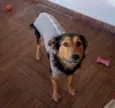 Amora 