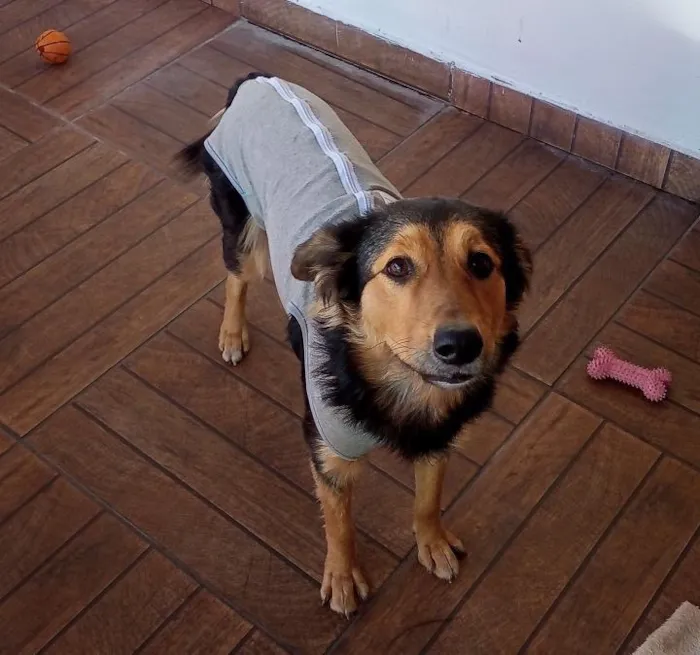 Cachorro raça SRD-ViraLata idade 1 ano nome Amora 