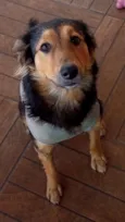 Amora 