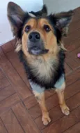 Amora 