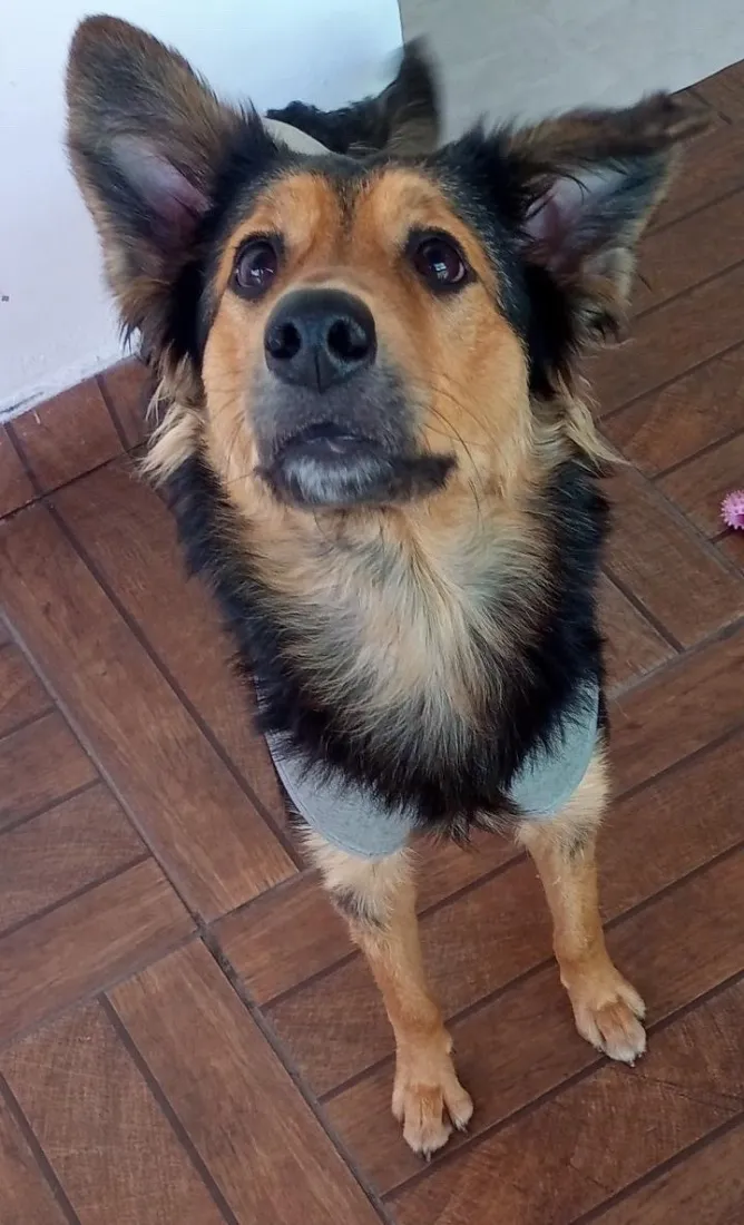 Cachorro raça SRD-ViraLata idade 1 ano nome Amora 