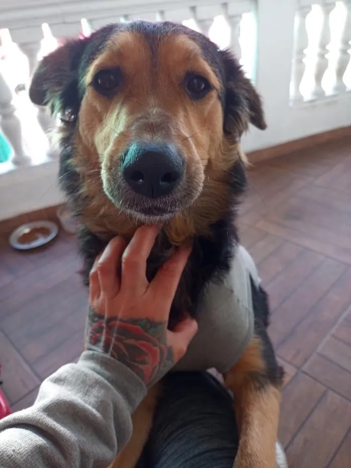 Cachorro raça SRD-ViraLata idade 1 ano nome Amora 
