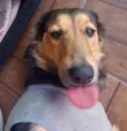 Amora 