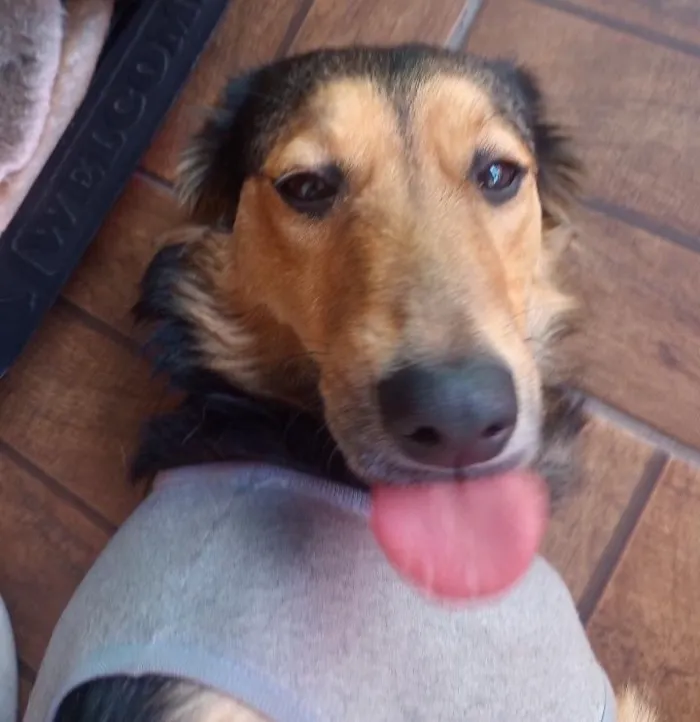 Cachorro raça SRD-ViraLata idade 1 ano nome Amora 